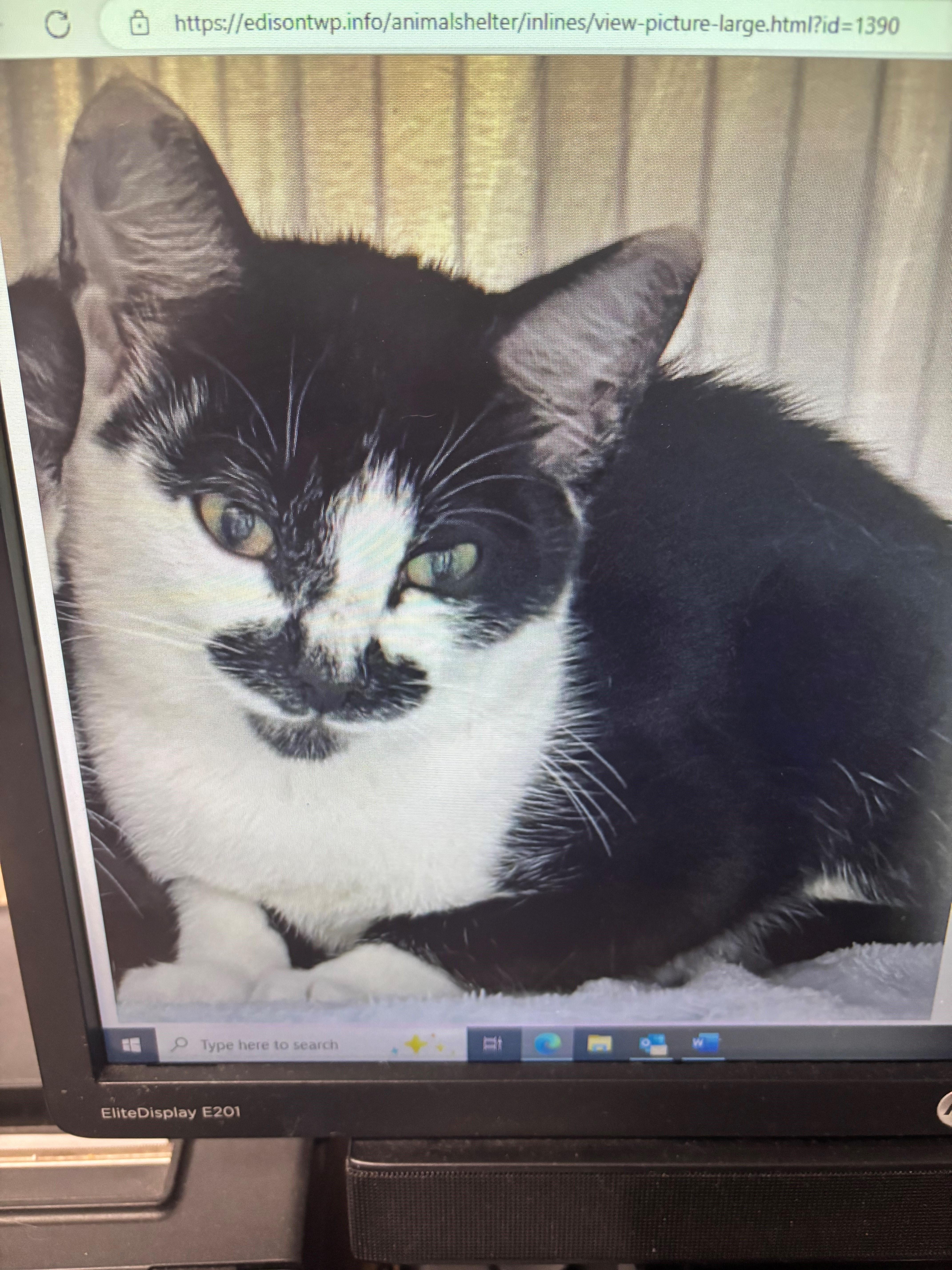 River, Adoptable, Young Female Domestic Short Hair.