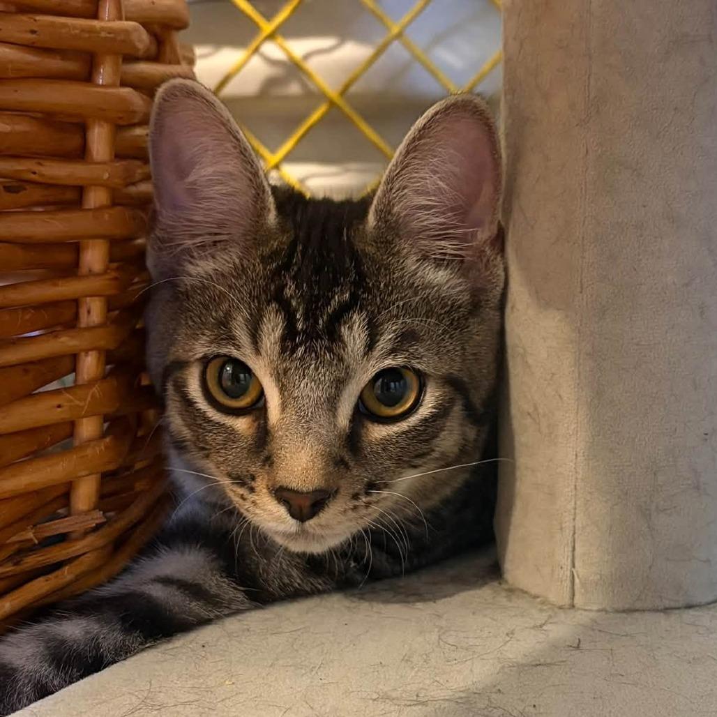 Hank, Adoptable, Young Male Domestic Short Hair.