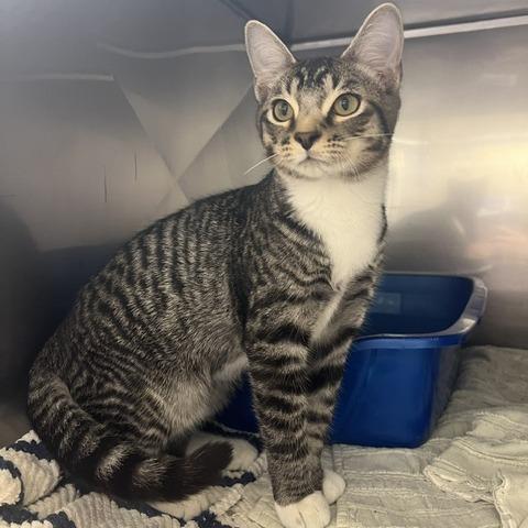 Enlarge Hank, a Adoptable Domestic Short Hair in Lake Panasoffkee, FL image 2/4