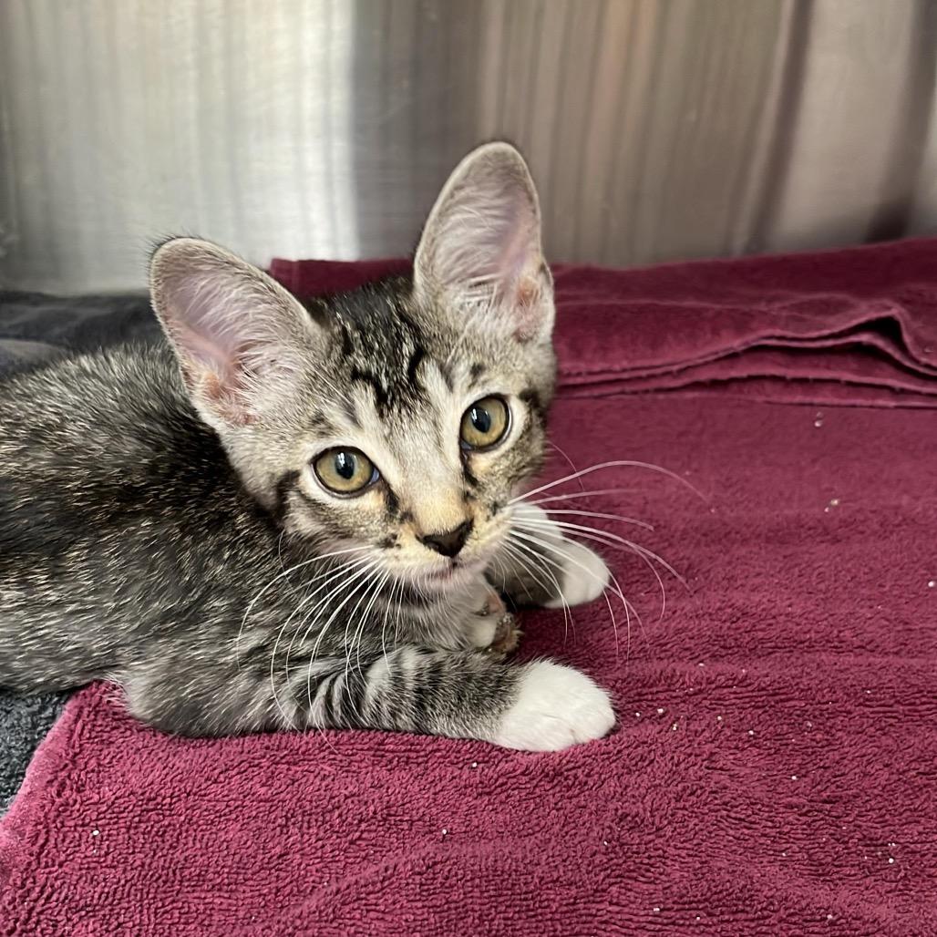 Enlarge Hank, a Adoptable Domestic Short Hair in Lake Panasoffkee, FL image 3/4
