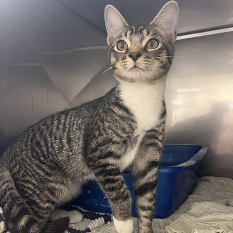 Enlarge Hank, a Adoptable Domestic Short Hair in Lake Panasoffkee, FL image 4/4