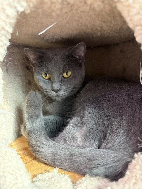 champaign, Adoptable, Adult Female Russian Blue.