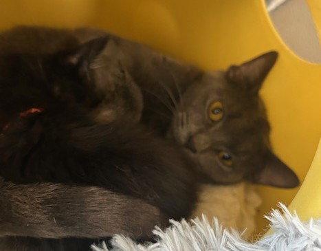Enlarge champaign, a Adoptable Russian Blue in Chicago, IL image 2/3