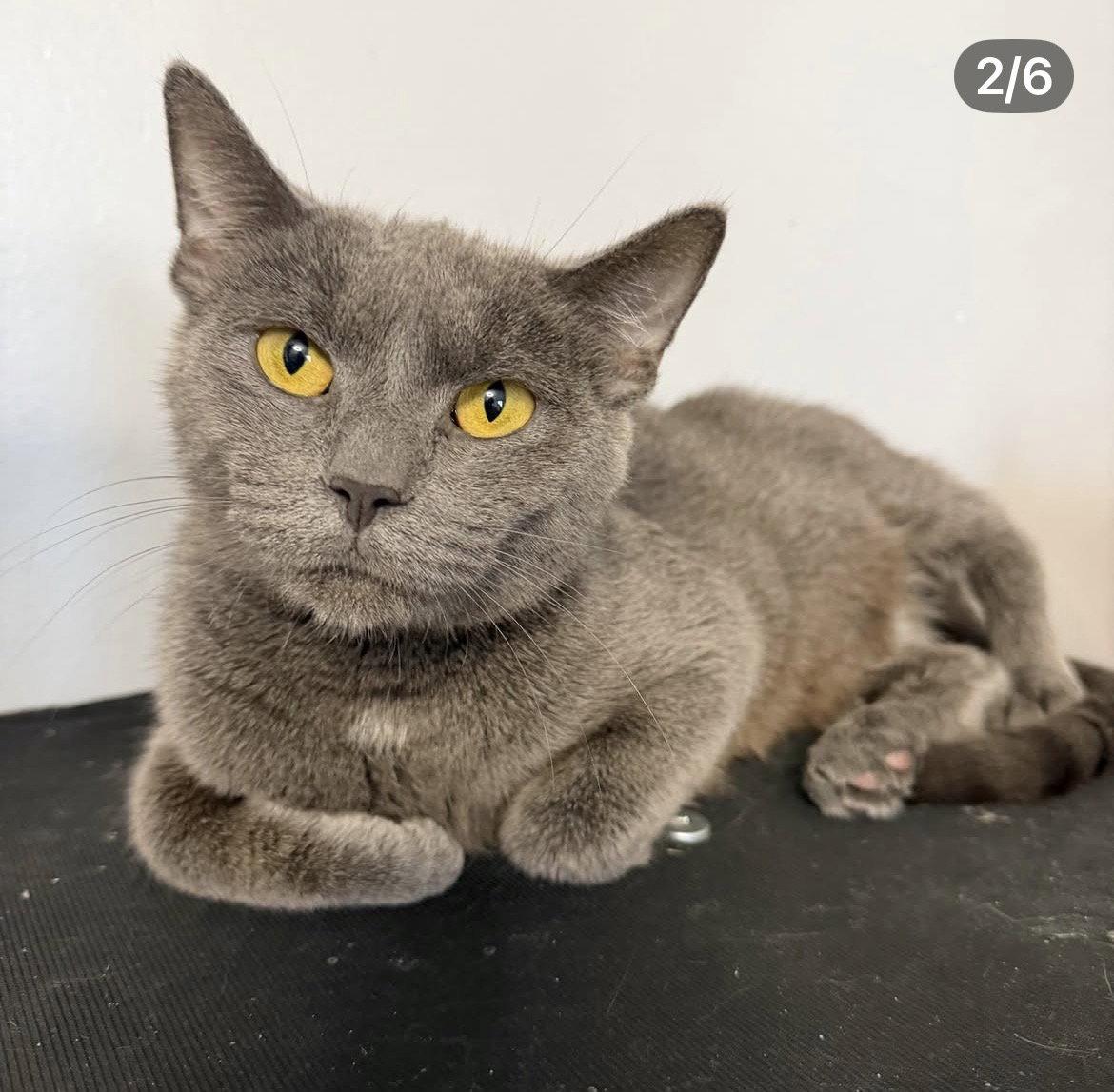 Enlarge champaign, a Adoptable Russian Blue in Chicago, IL image 3/3