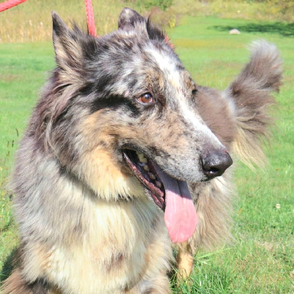 BALOO "In NY:Foster or Forever Home Needed!" photo