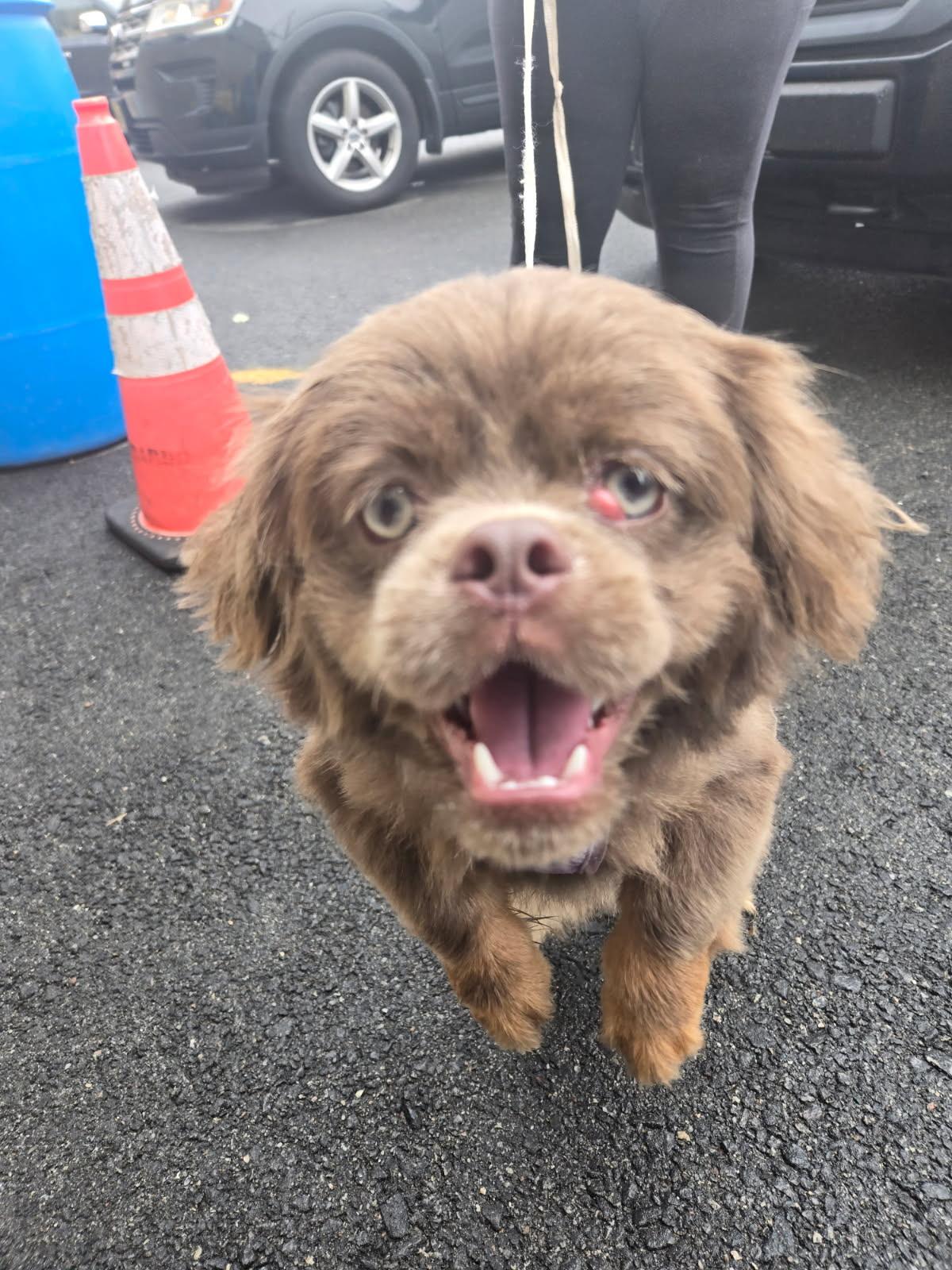 Enlarge Herman, a Adopted Pekingese in AUDUBON, NJ image 1/1