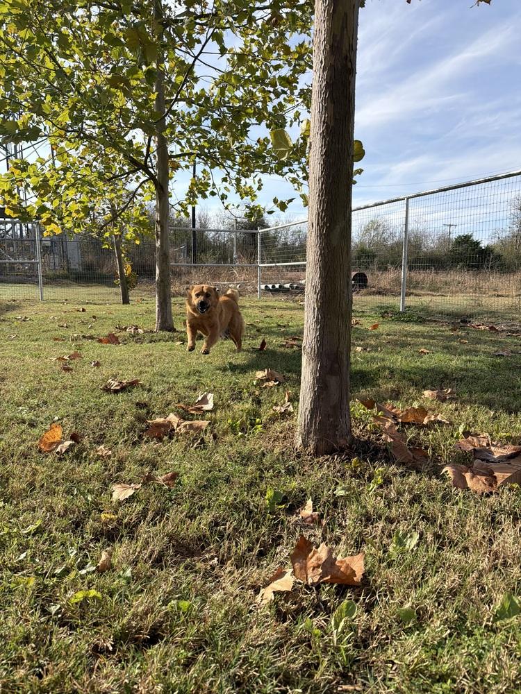 Enlarge Ellen Griswold, a Adoptable mixed breed in Denver, CO image 1/6