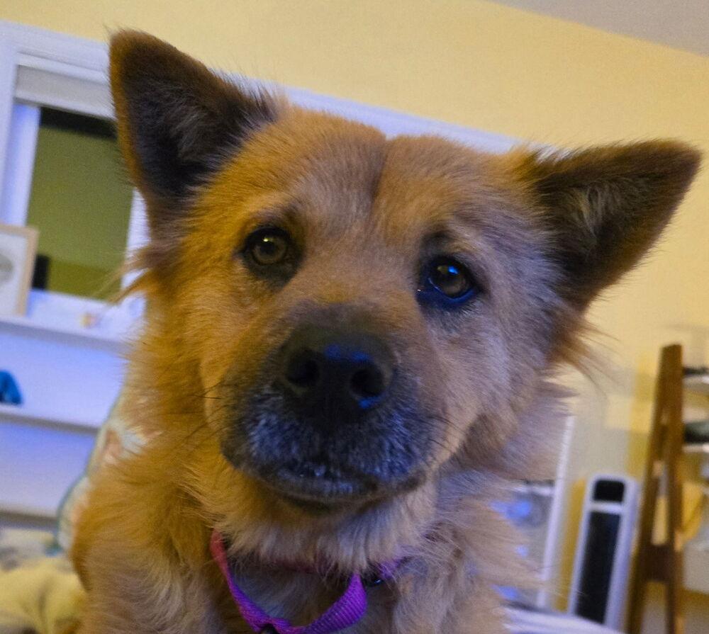 Enlarge Ellen Griswold from Wortham, a Adoptable mixed breed in Denver, CO image 1/6