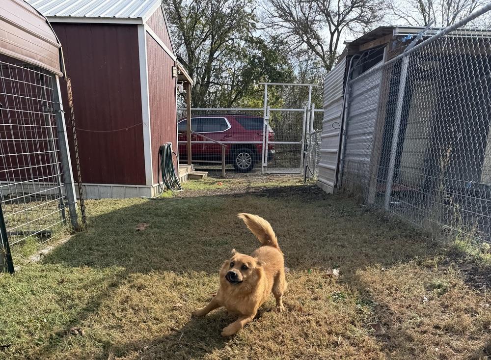 Enlarge Ellen Griswold, a Adoptable mixed breed in Denver, CO image 2/6