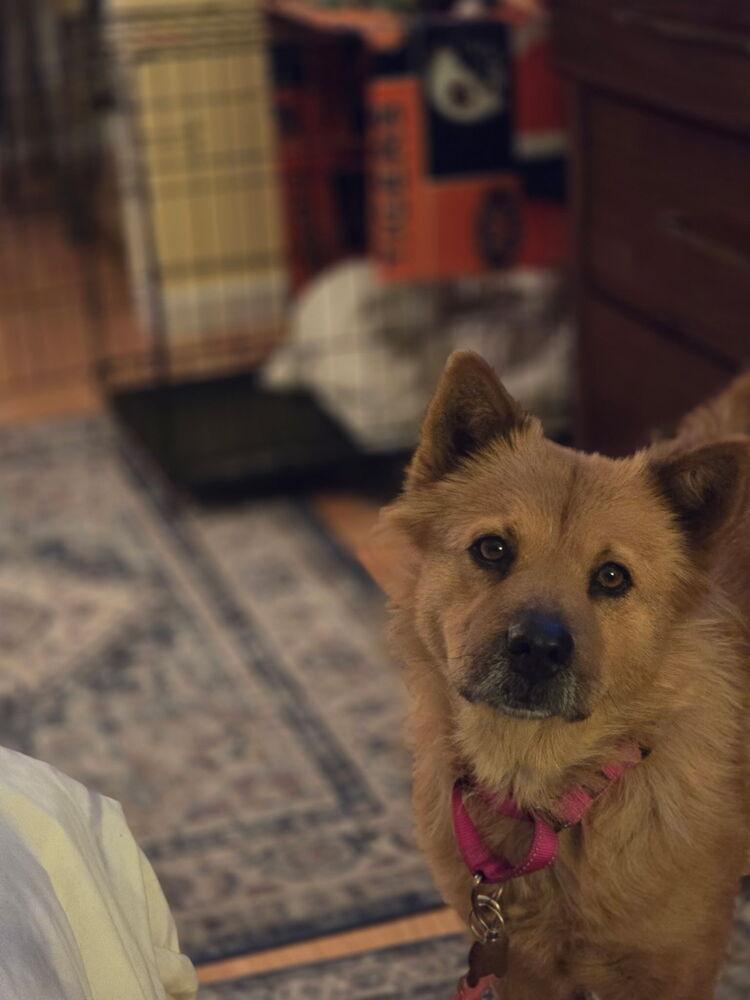 Enlarge Ellen Griswold from Wortham, a Adoptable mixed breed in Denver, CO image 2/6