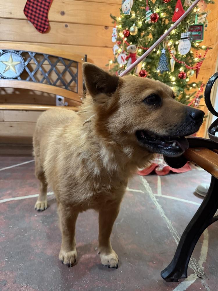 Ellen Griswold, Adoptable, Young Female Chow Chow.