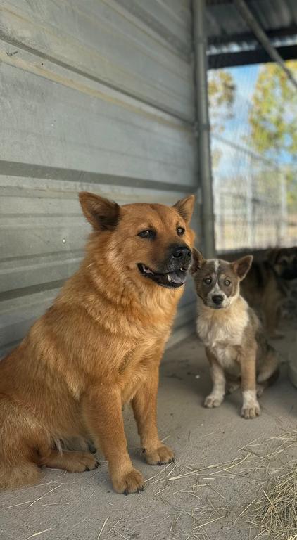 Enlarge Ellen Griswold, a Adoptable mixed breed in Denver, CO image 4/6