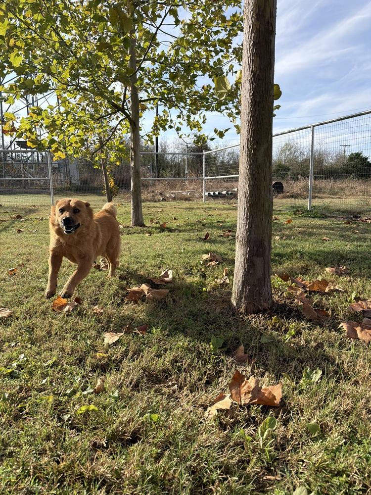 Enlarge Ellen Griswold, a Adoptable mixed breed in Denver, CO image 5/6
