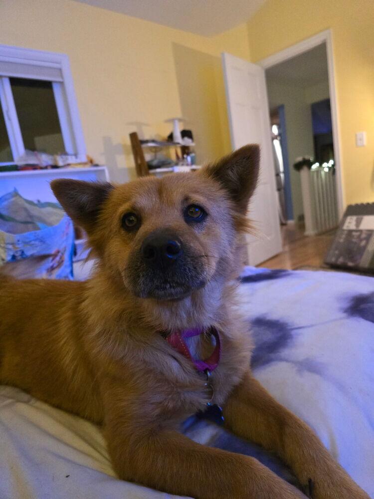 Enlarge Ellen Griswold from Wortham, a Adoptable mixed breed in Denver, CO image 4/6