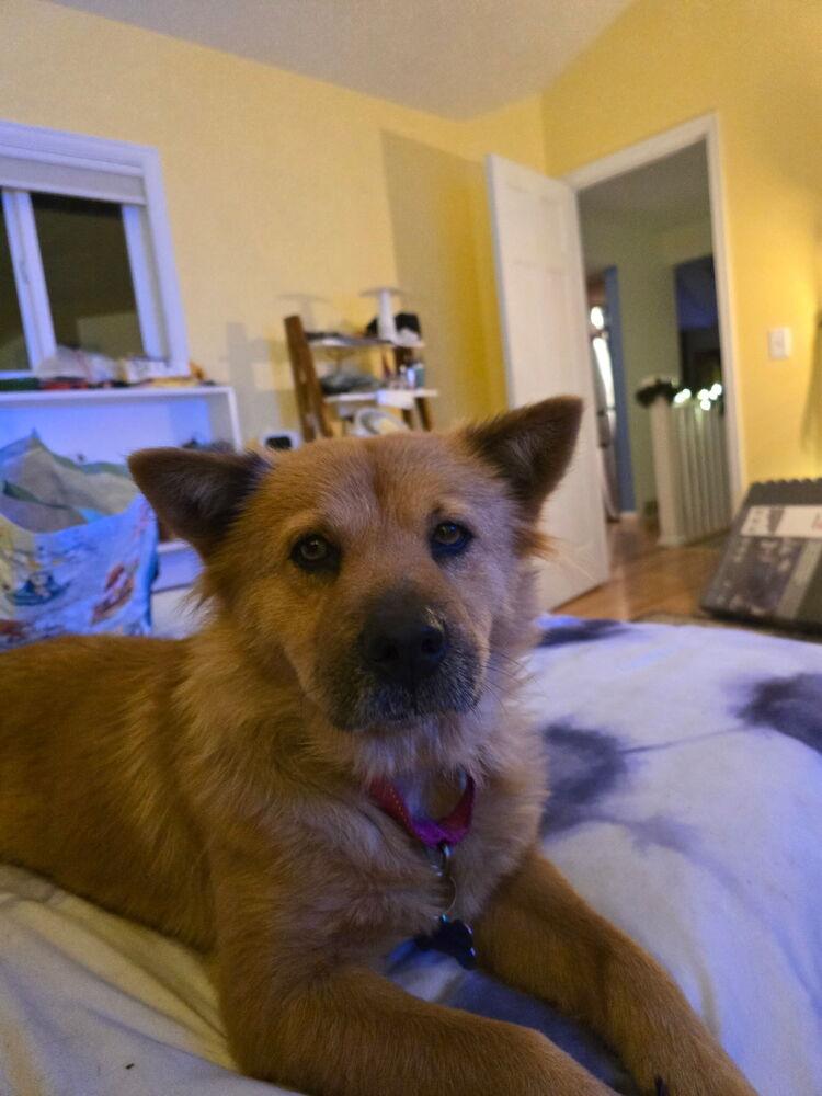 Enlarge Ellen Griswold from Wortham, a Adoptable mixed breed in Denver, CO image 5/6