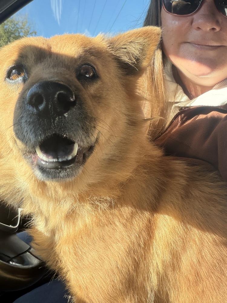 Enlarge Ellen Griswold, a Adoptable mixed breed in Denver, CO image 6/6