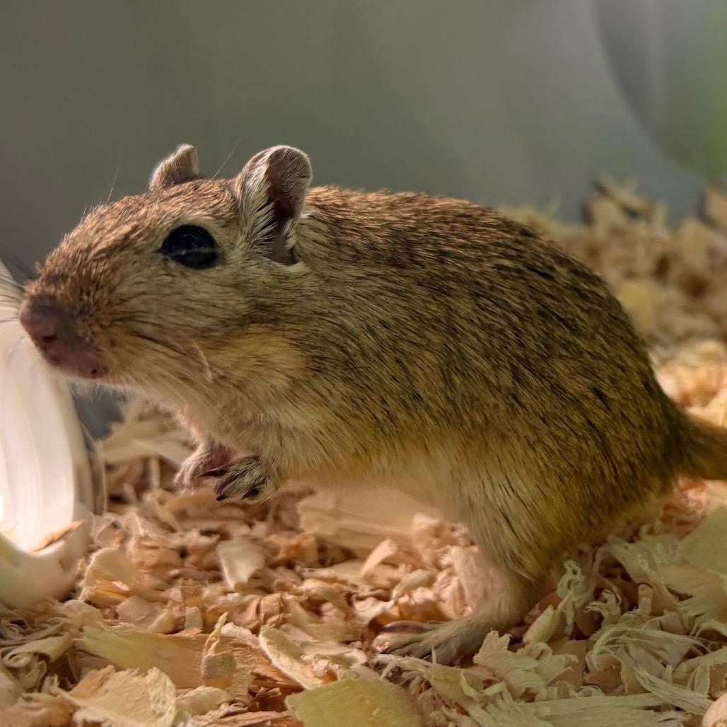 Pumpkin, Adoptable, Baby Female Gerbil.