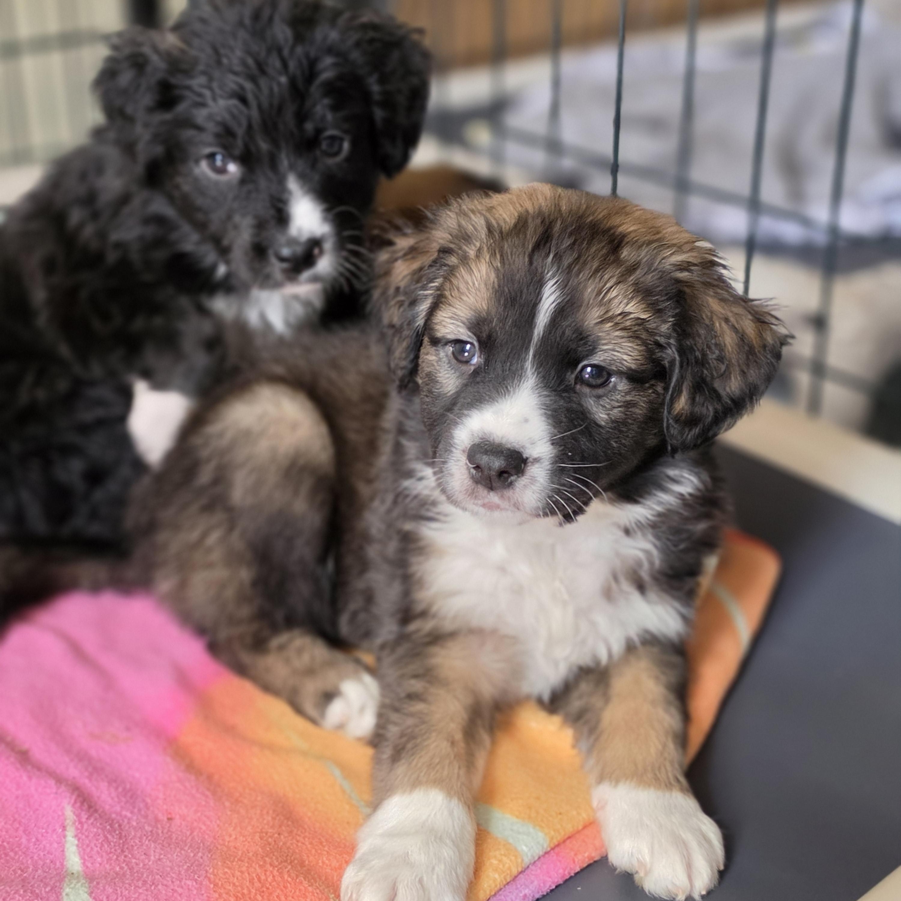 Enlarge Freya, a Adoptable mixed breed in Blairstown, NJ image 6/6