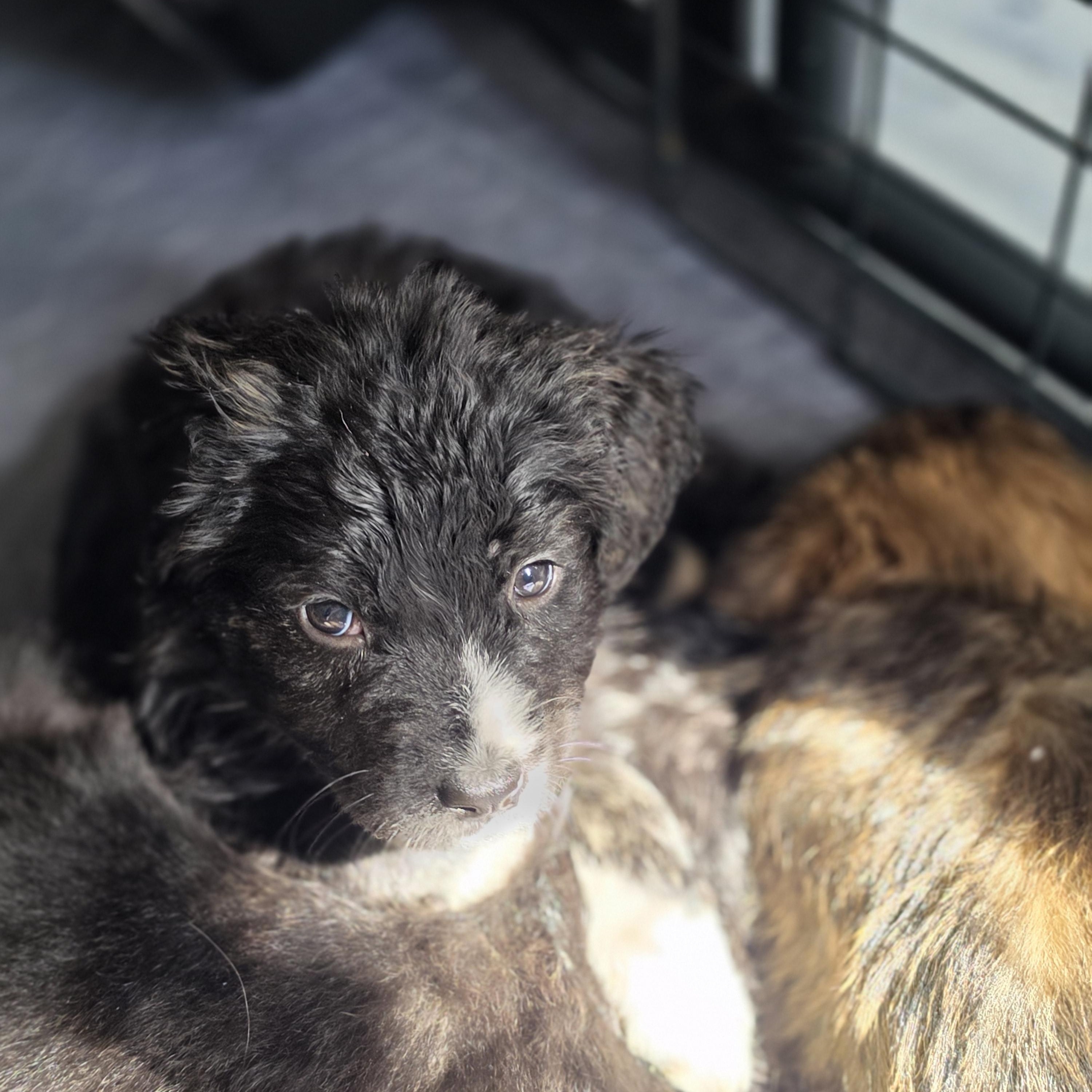 Enlarge Freya, a Adoptable mixed breed in Blairstown, NJ image 5/6