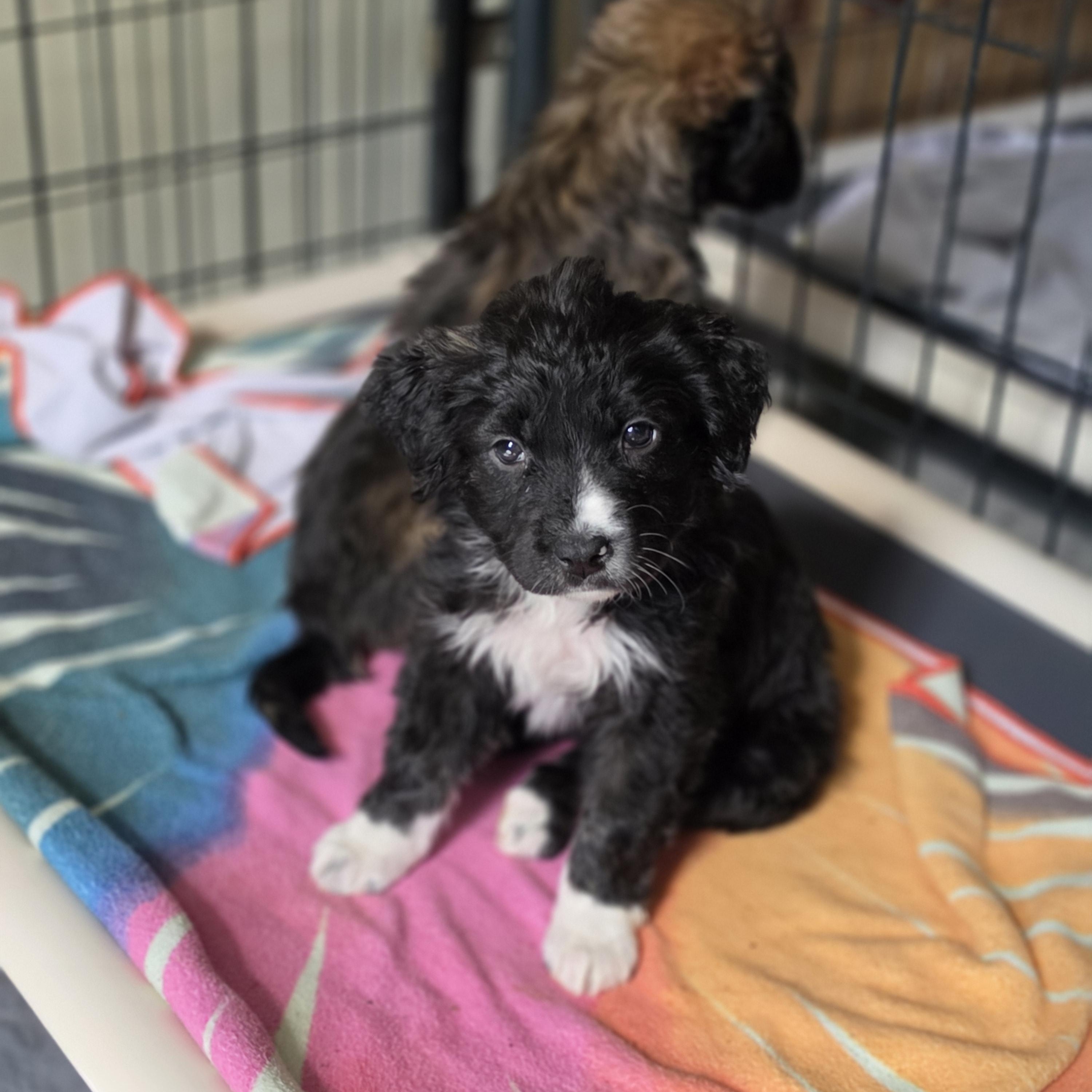 Enlarge Freya, a Adoptable mixed breed in Blairstown, NJ image 4/6