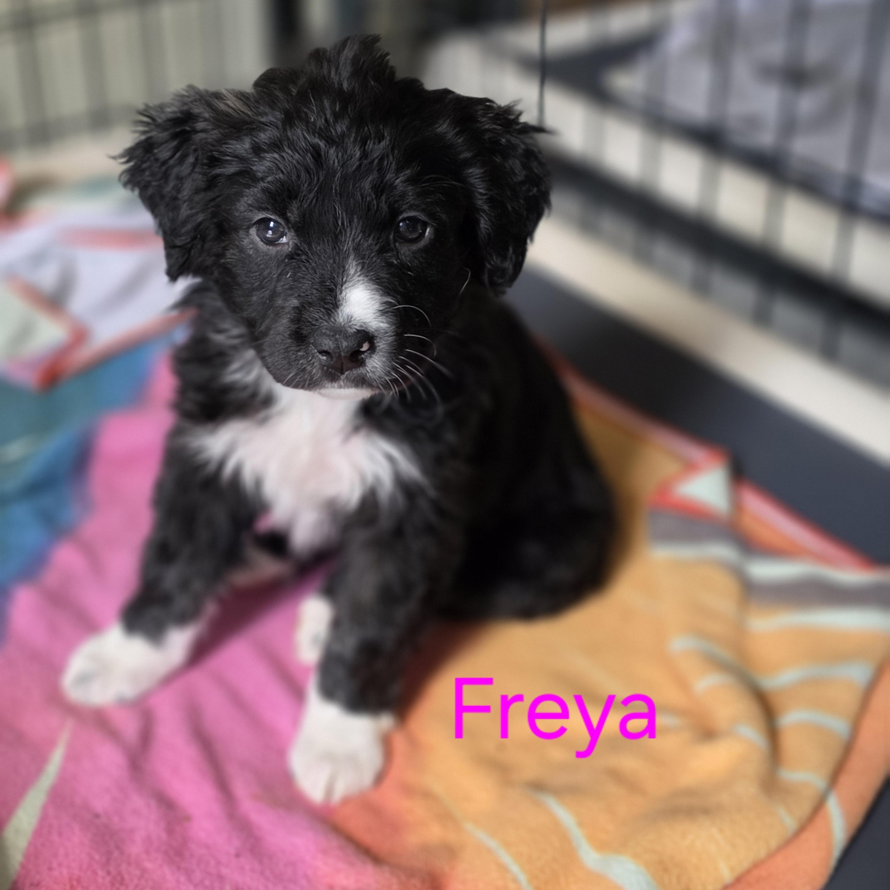 Freya, Adoptable, Puppy Female Border Collie & Great Pyrenees.