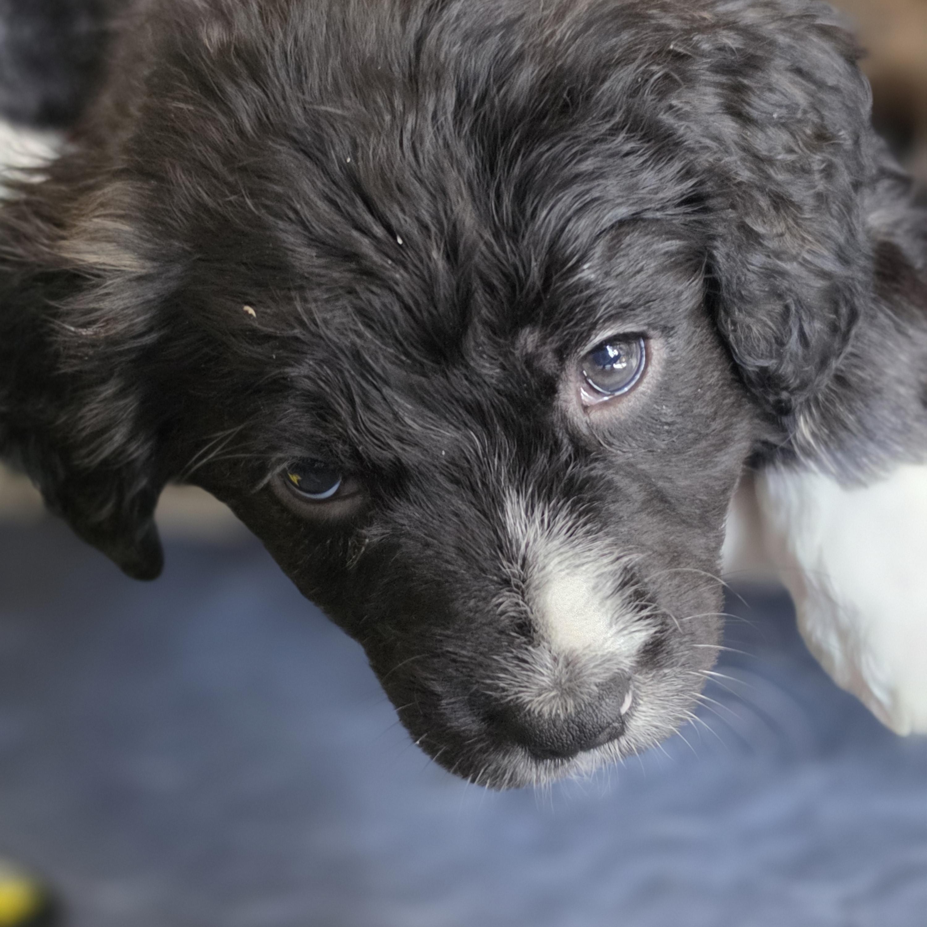 Enlarge Freya, a Adoptable mixed breed in Blairstown, NJ image 3/6
