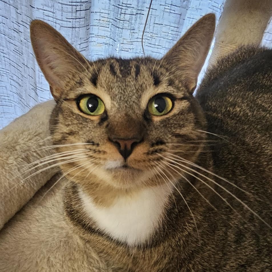 Enlarge Mia, a Adoptable Tabby in Portland, ME image 1/5