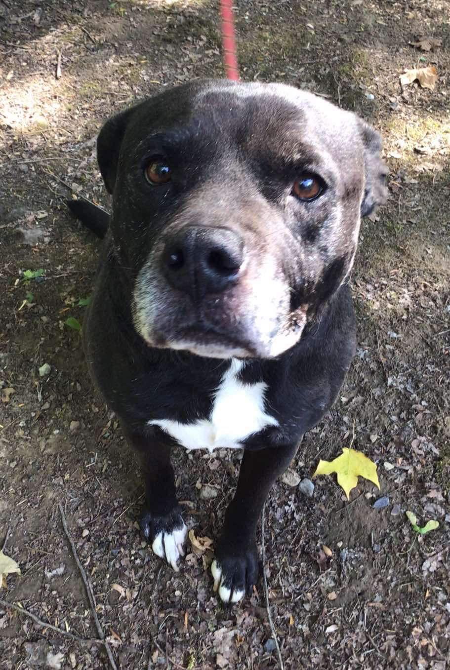 Wilson, Adoptable, Senior Male Terrier.