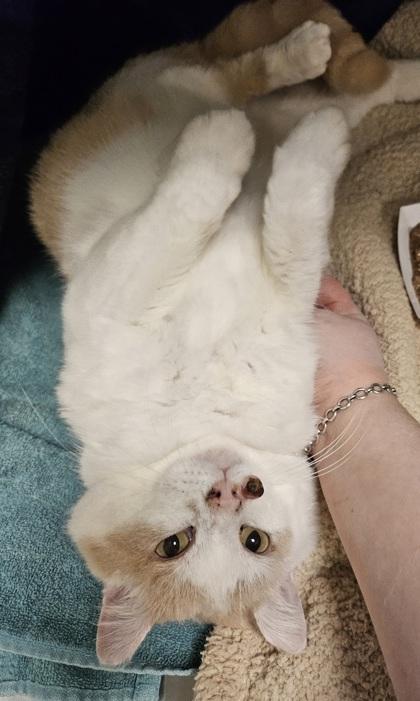 Marzipan, Adoptable, Adult Male Domestic Short Hair & Domestic Short Hair.