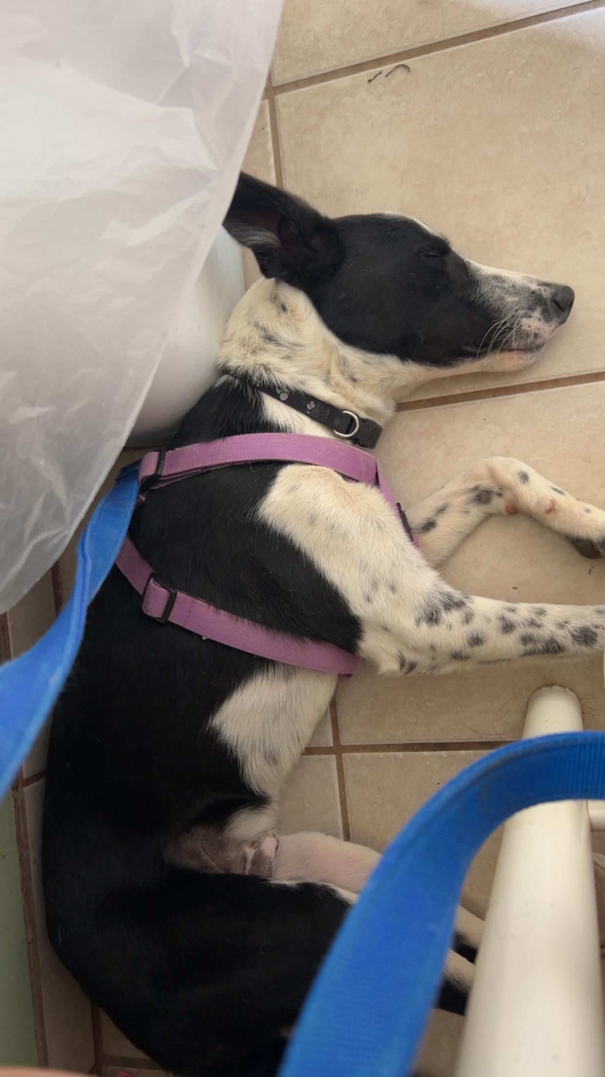 Enlarge Tucker, a Adopted mixed breed in Cedar City, UT image 2/2