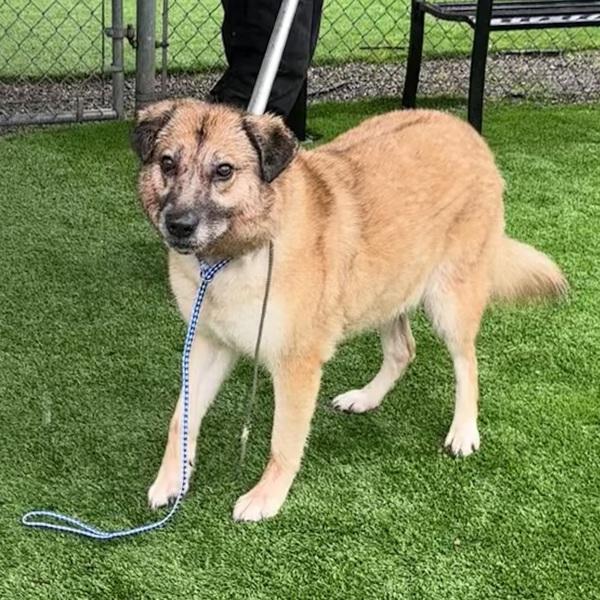 Enlarge Hilti (mcas), a Adoptable mixed breed in Troutdale, OR image 1/2