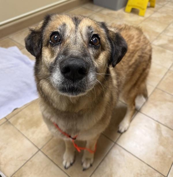 Enlarge Hilti (mcas), a Adoptable mixed breed in Troutdale, OR image 2/2