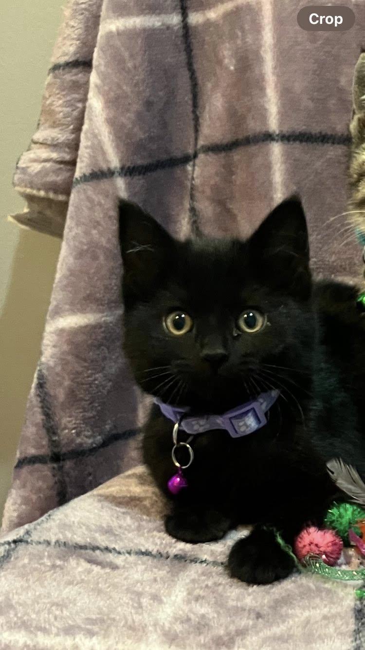 Sophie, adopted, Kitten Female Domestic Medium Hair.