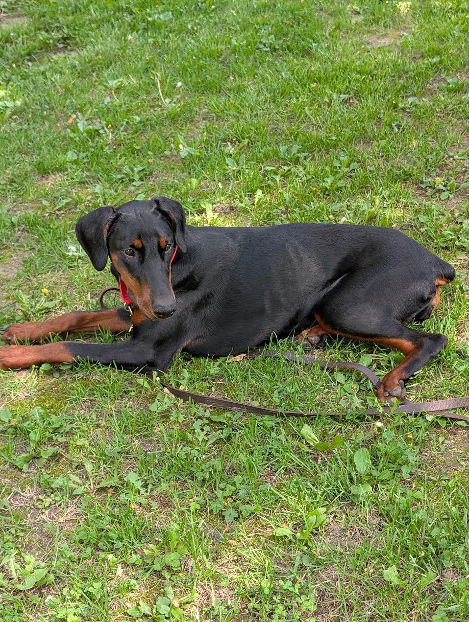 Judy, a Adoptable Doberman Pinscher in Barrington, IL image 1/5