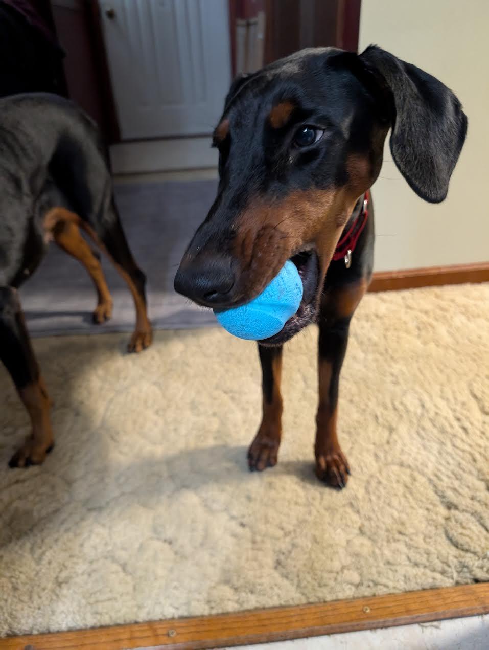 Judy, a Adoptable Doberman Pinscher in Barrington, IL image 2/5