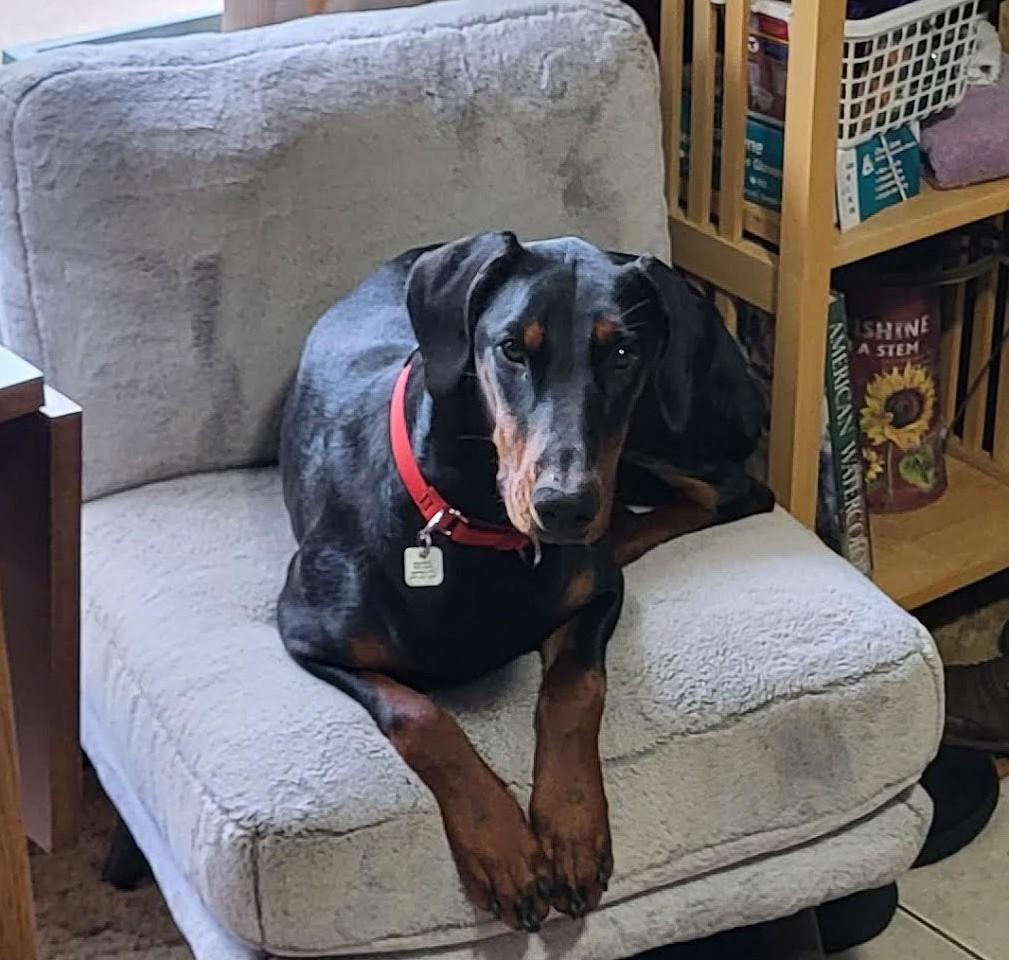 Judy, a Adoptable Doberman Pinscher in Barrington, IL image 3/5