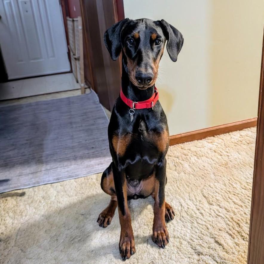 Judy, a Adoptable Doberman Pinscher in Barrington, IL image 4/5