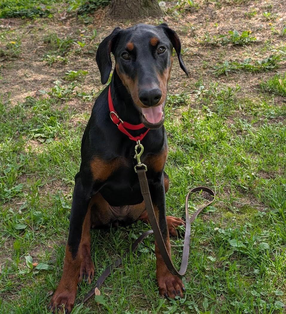 Judy, a Adoptable Doberman Pinscher in Barrington, IL image 5/5
