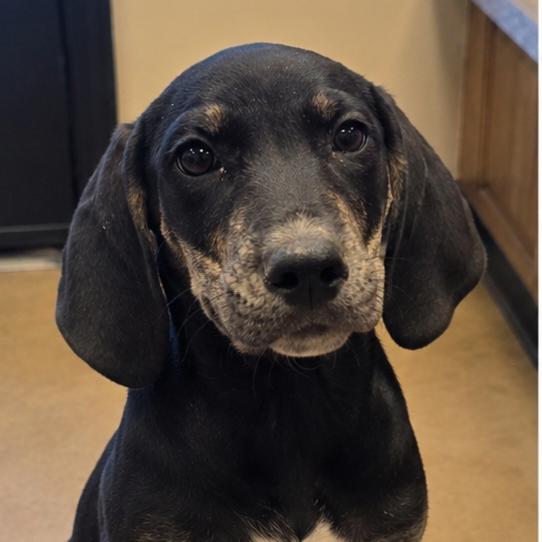 Sokka, Adoptable, Puppy Male Hound & Mixed Breed.