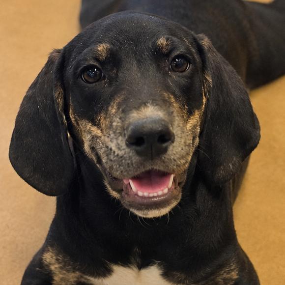 Enlarge Sokka, a Adoptable mixed breed in Wickenburg, AZ image 2/2