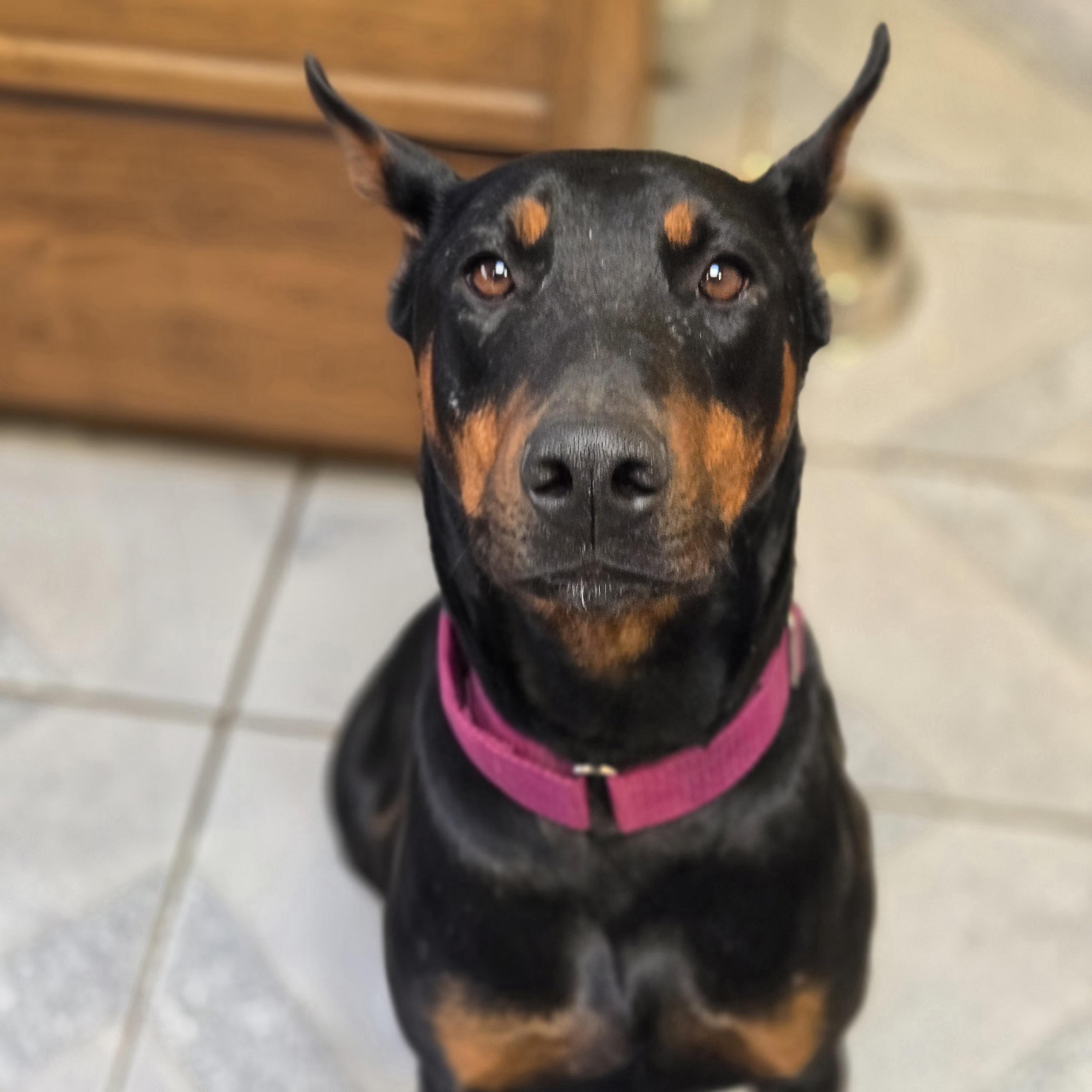 Dolly Parton, an adoptable Doberman Pinscher in Normal, IL image 2/6