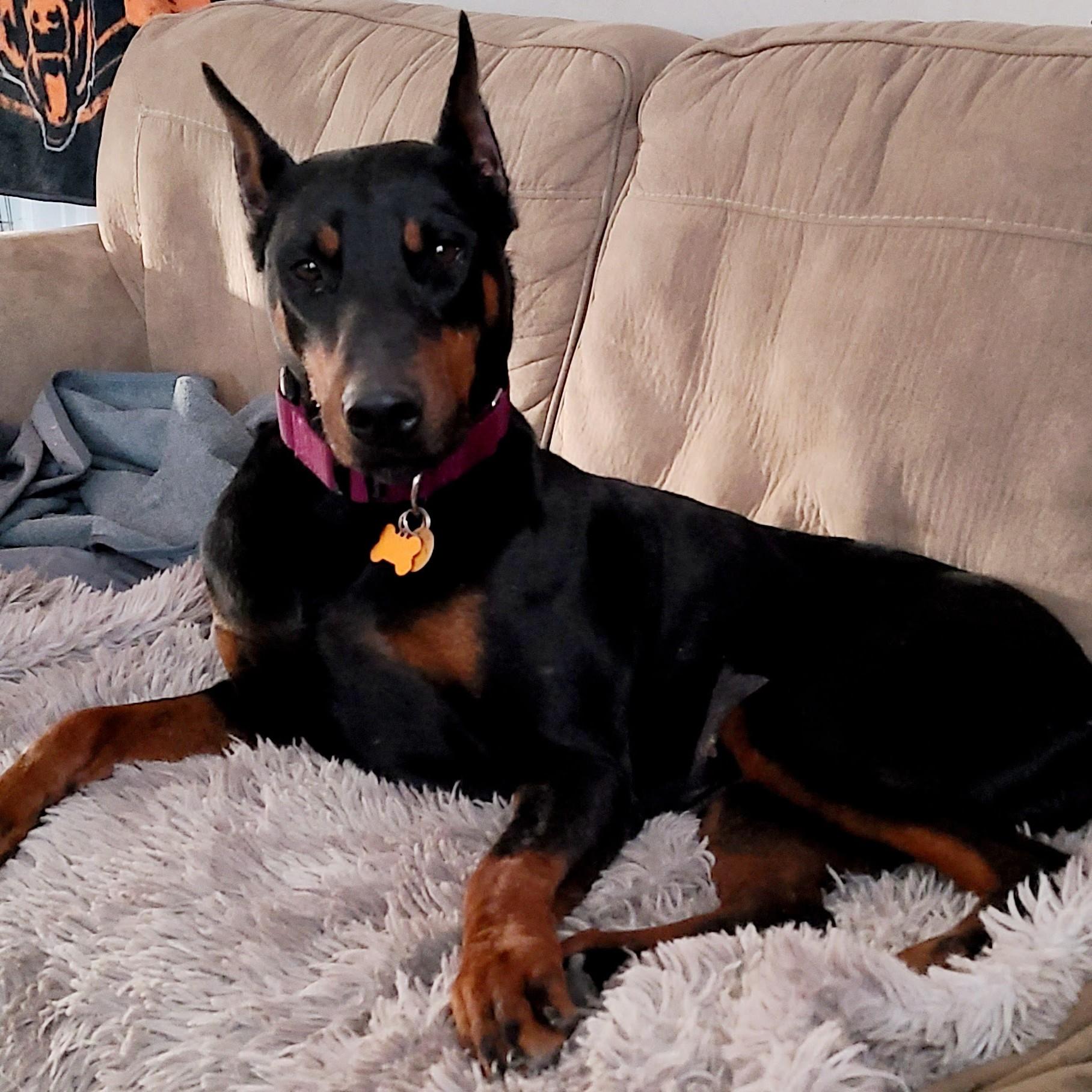 Dolly Parton, an adoptable Doberman Pinscher in Normal, IL image 5/6