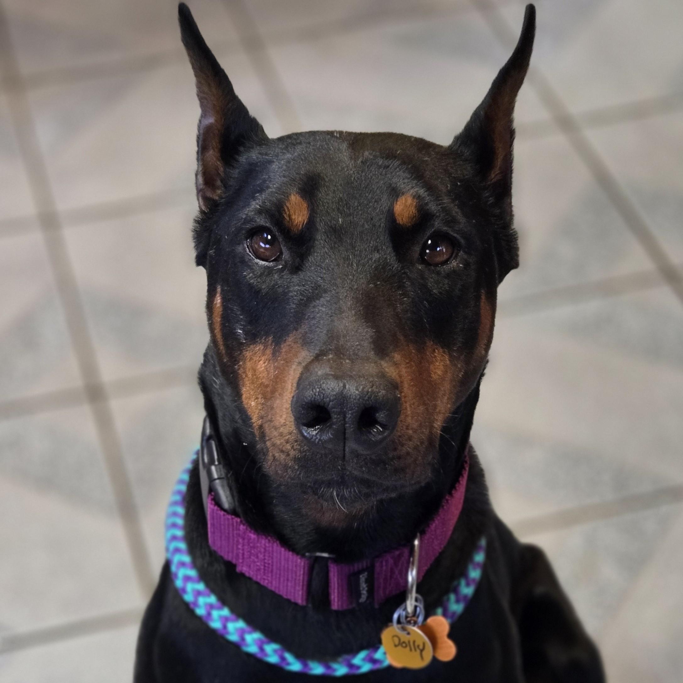 Dolly Parton, an adoptable Doberman Pinscher in Normal, IL image 1/6