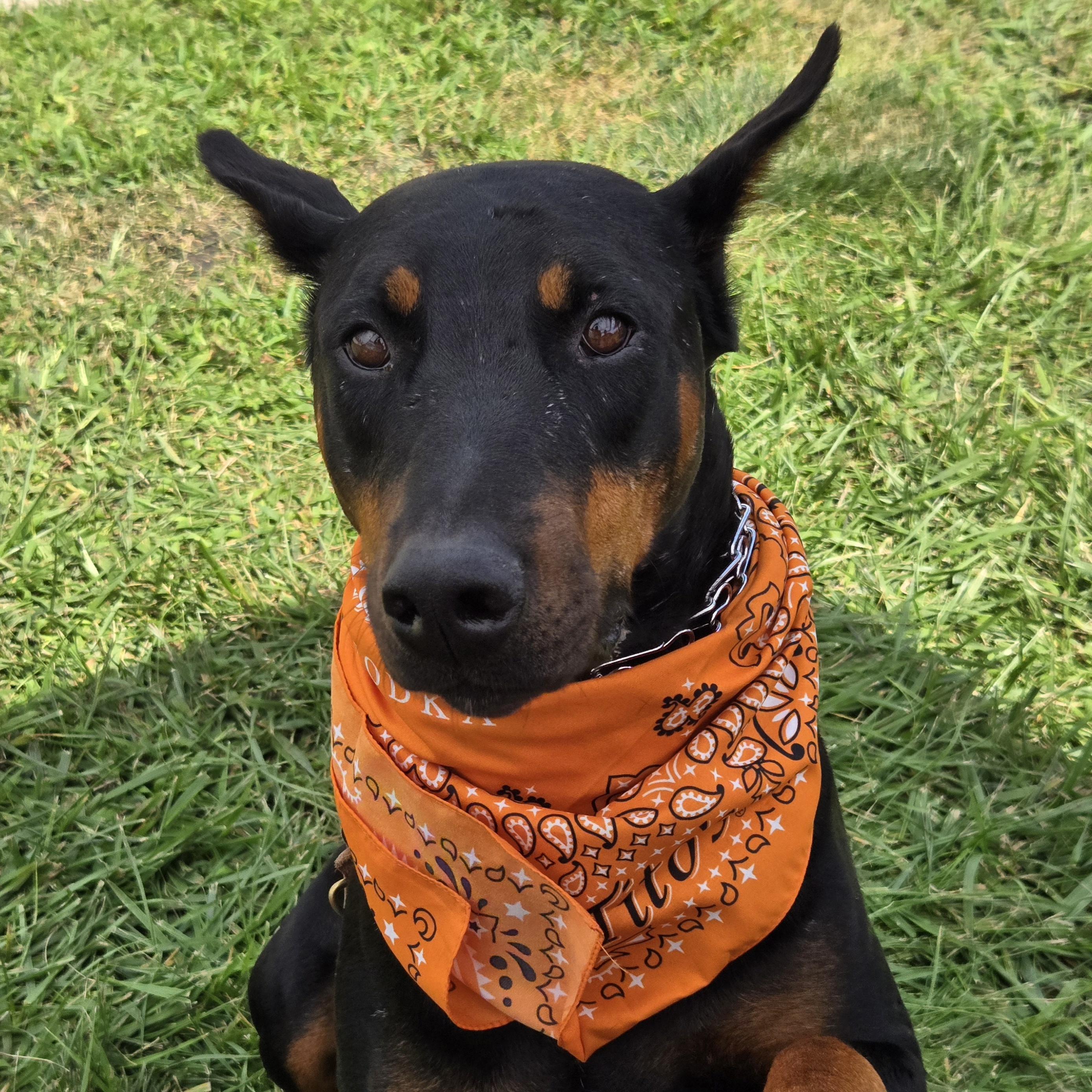 Enlarge Dolly Parton, an adoptable Doberman Pinscher in Normal, IL image 3/6