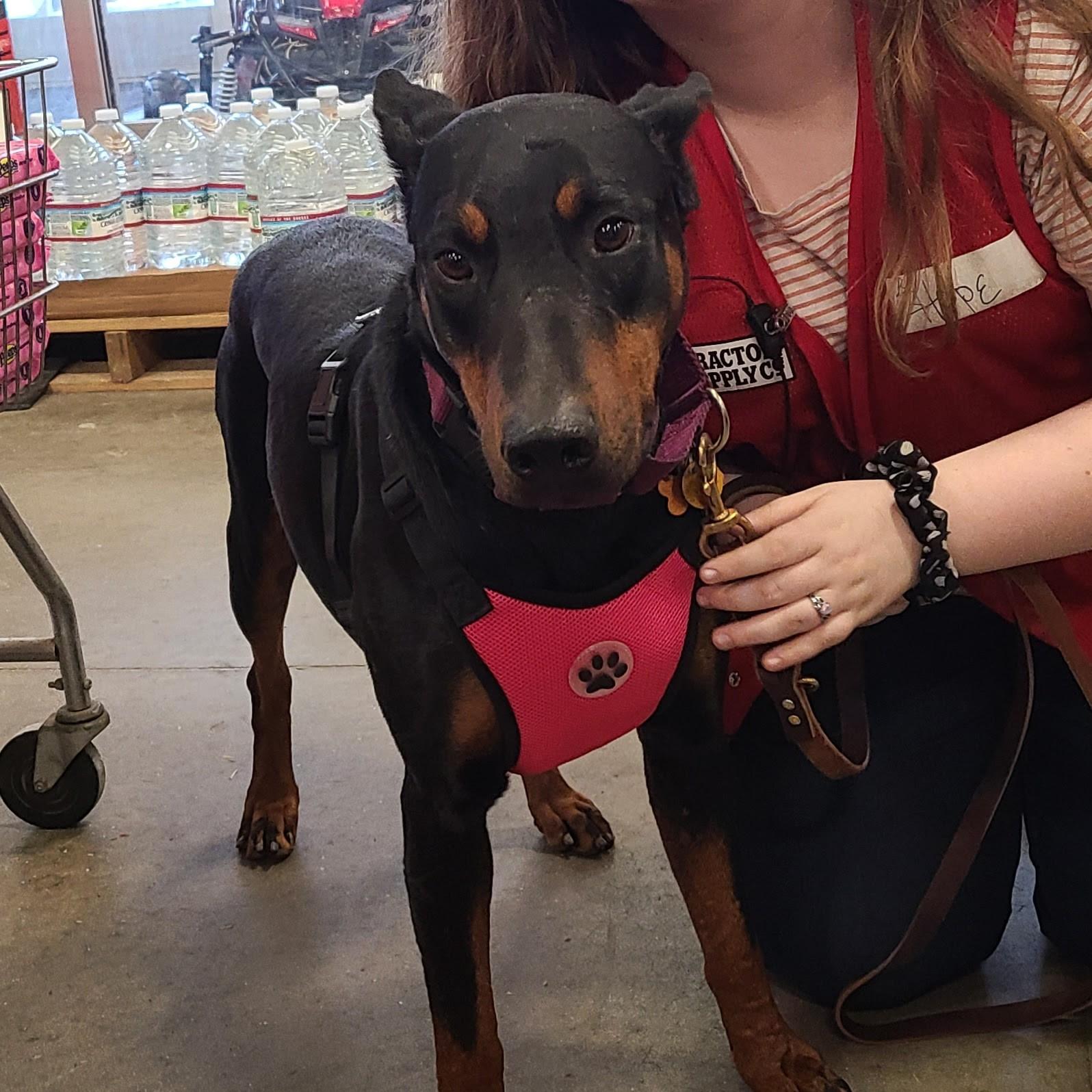 Dolly Parton, an adoptable Doberman Pinscher in Normal, IL image 3/6