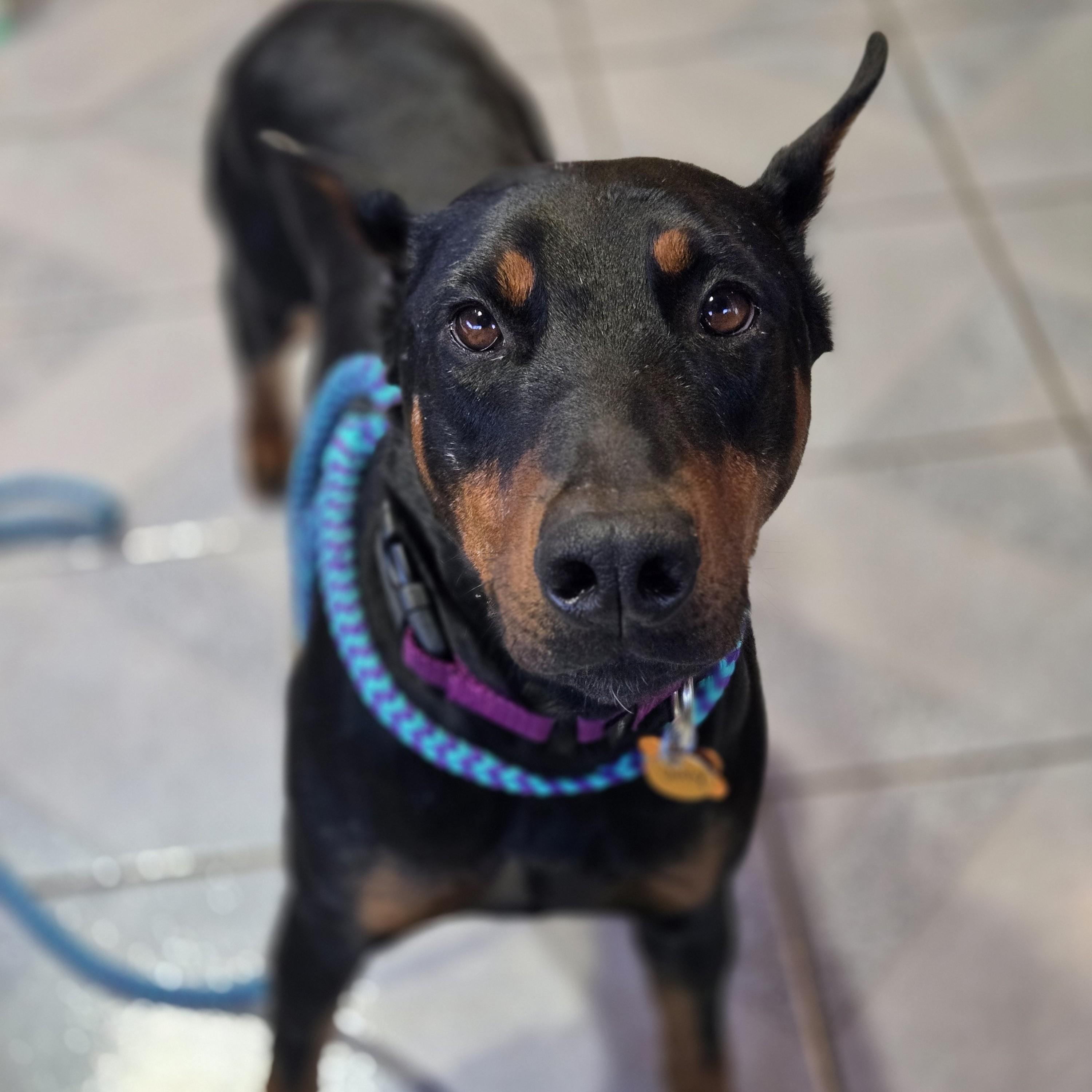Dolly Parton, an adoptable Doberman Pinscher in Normal, IL image 4/6