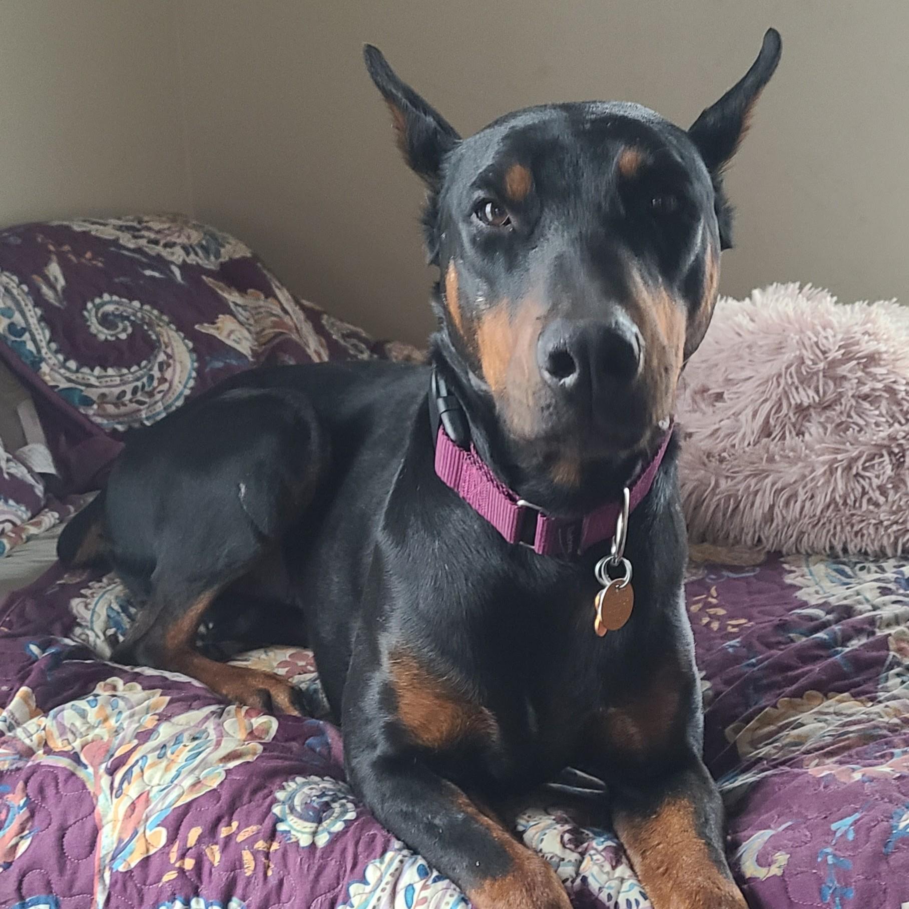 Dolly Parton, an adoptable Doberman Pinscher in Normal, IL image 6/6