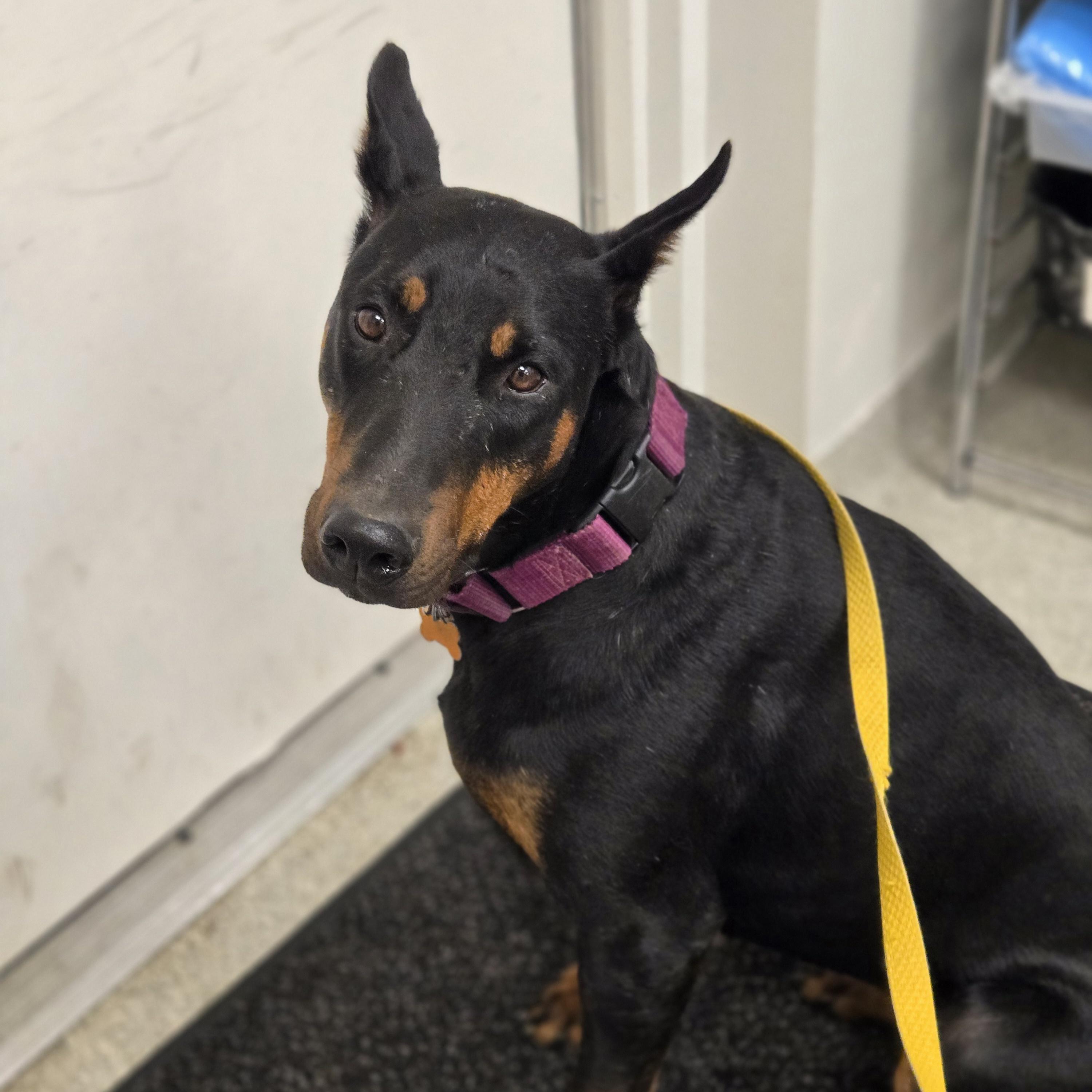 Dolly Parton, an adoptable Doberman Pinscher in Normal, IL image 6/6