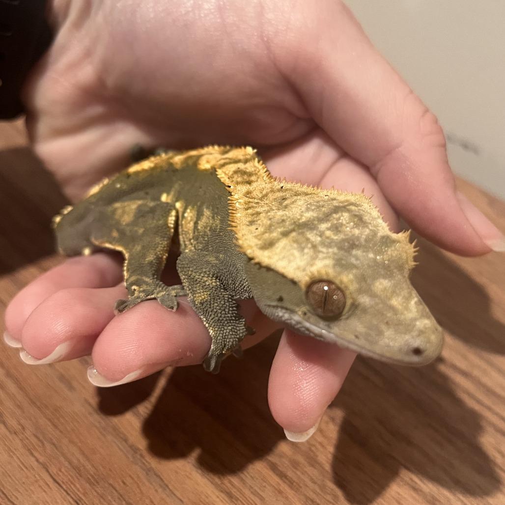 Enlarge Mt Dew, a Adoptable Gecko in Frederick, MD image 1/3