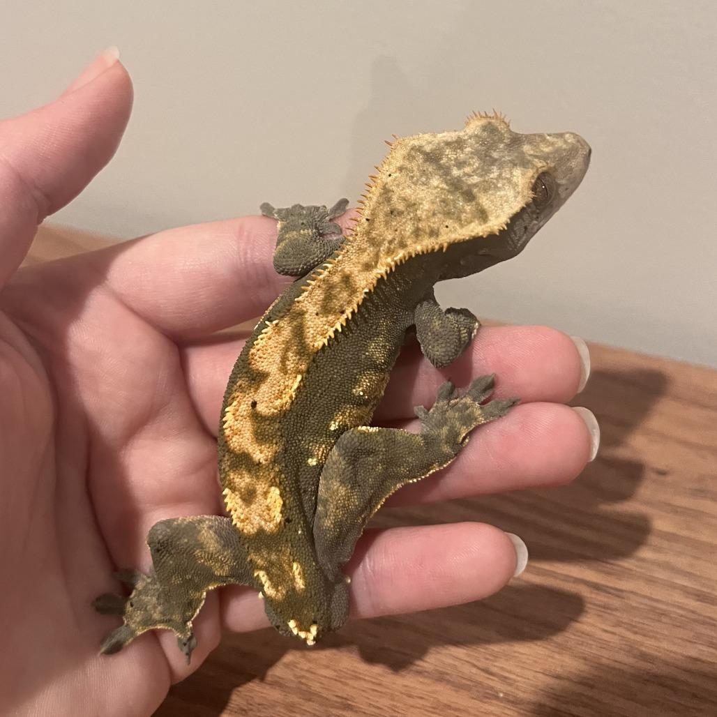 Enlarge Mt Dew, a Adoptable Gecko in Frederick, MD image 2/3